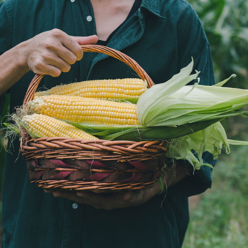 cornfield