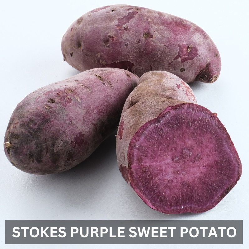 Stokes purple sweet potato